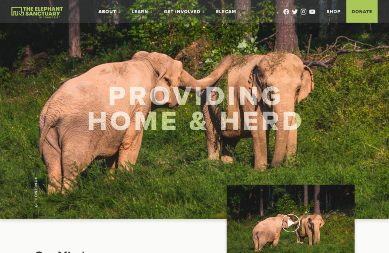 Screenshot of The Elephant Sanctuary in Tennessee's website that features elephants playing with the title Home and Herd.